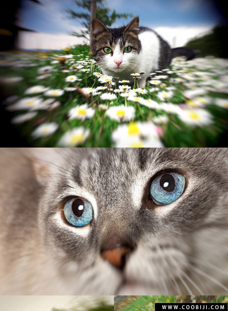 PS插件-一键生成唯美景深效果！PS/LR滤镜汉化版！插图1小新卖蜡笔